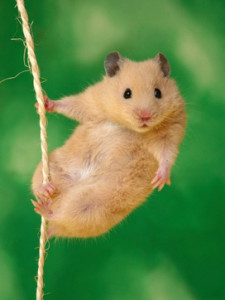 hamsteri