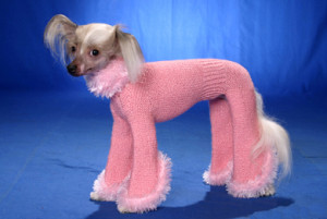 dog clothes