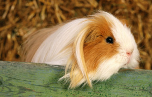 Guinea pig